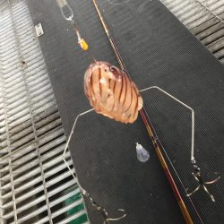 マルハゲ不発もウマヅラGet！